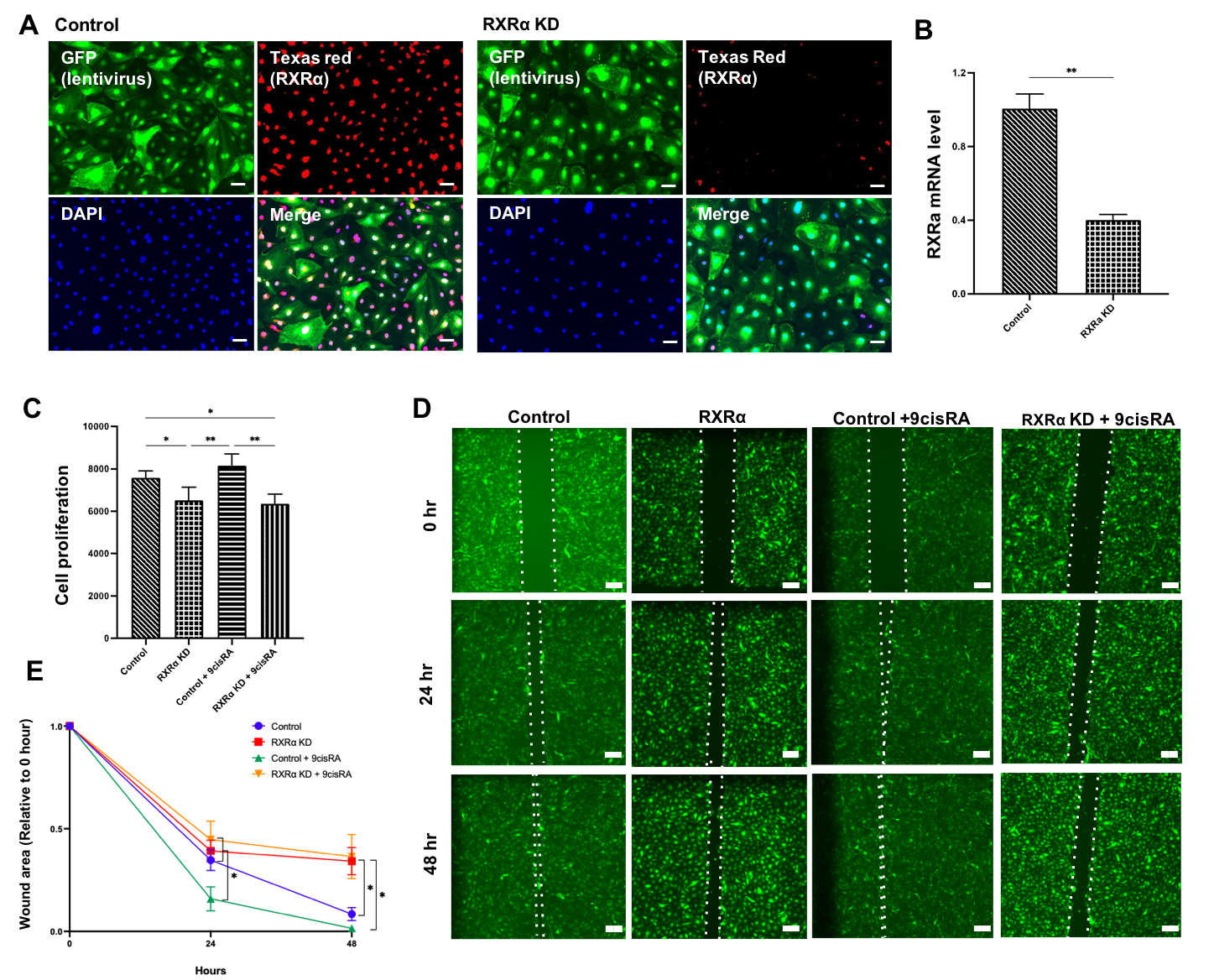 42.22 RXRα Is Essential In 9-cis Retinoic Acid-induced ...